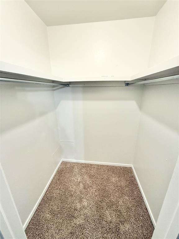 spacious closet featuring carpet flooring