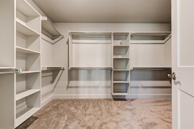 spacious closet featuring carpet