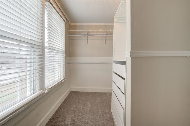 walk in closet featuring carpet floors