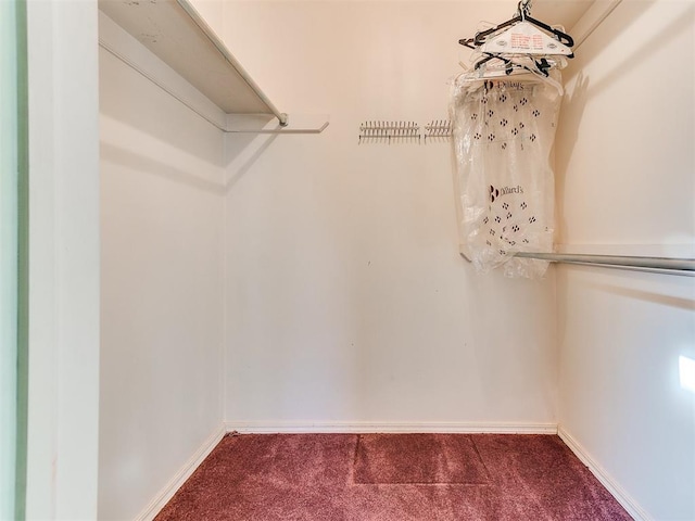 walk in closet with carpet flooring