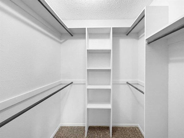 spacious closet featuring carpet flooring