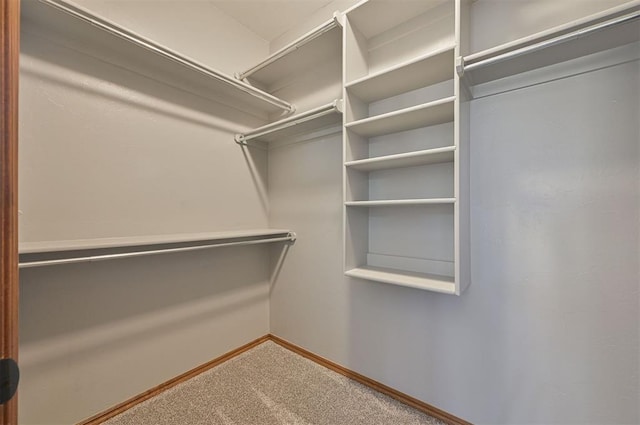 walk in closet featuring carpet flooring