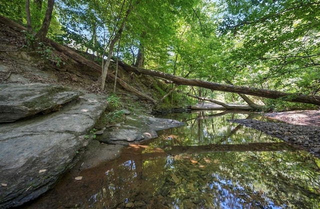 view of local wilderness