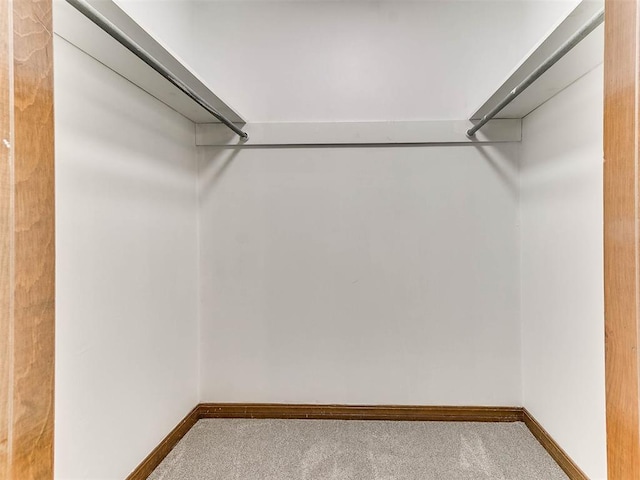 walk in closet with carpet flooring