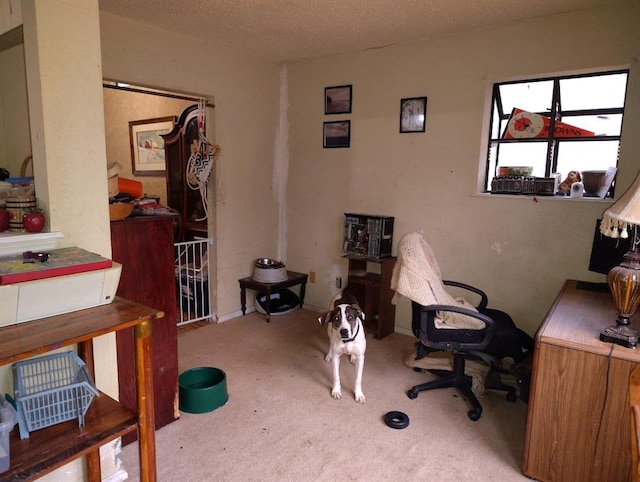 carpeted office featuring a textured ceiling