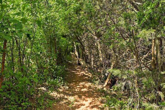 view of local wilderness