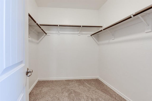 spacious closet with carpet flooring