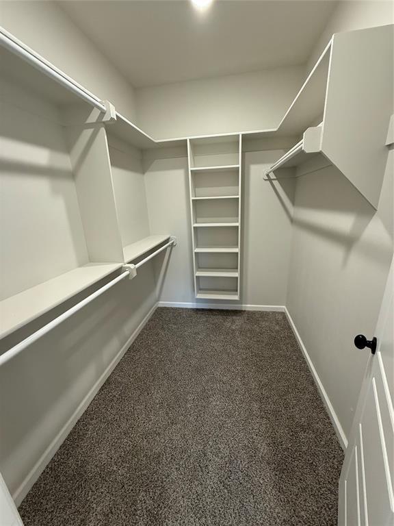 spacious closet featuring carpet