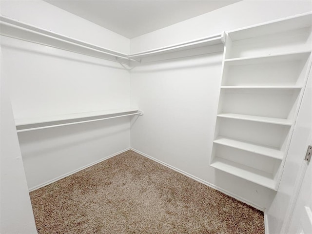 walk in closet featuring carpet floors