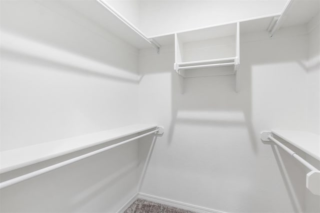 walk in closet with carpet flooring