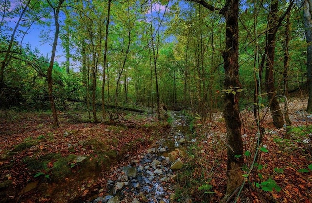 view of local wilderness