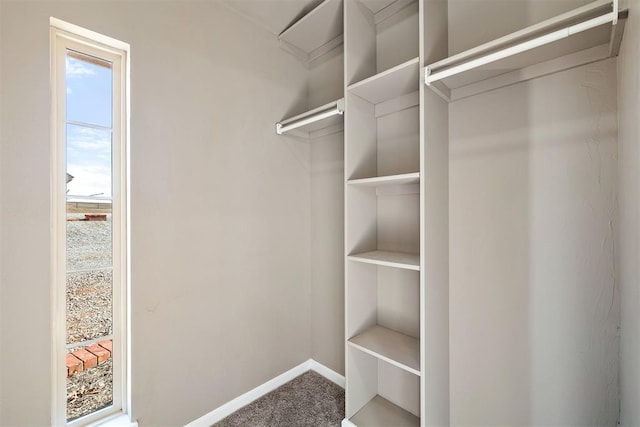 spacious closet featuring carpet floors