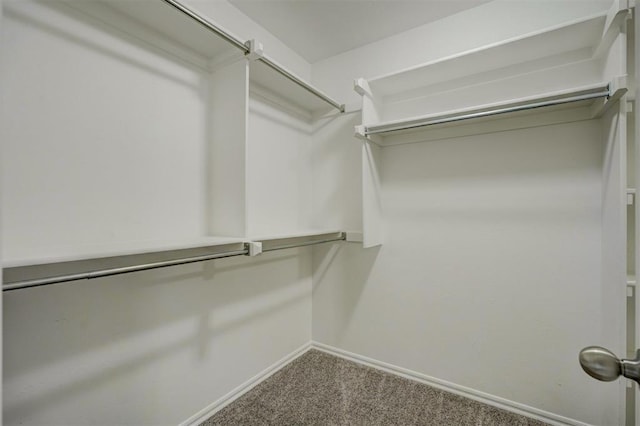 walk in closet featuring carpet flooring