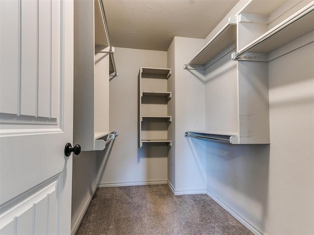 walk in closet with carpet floors