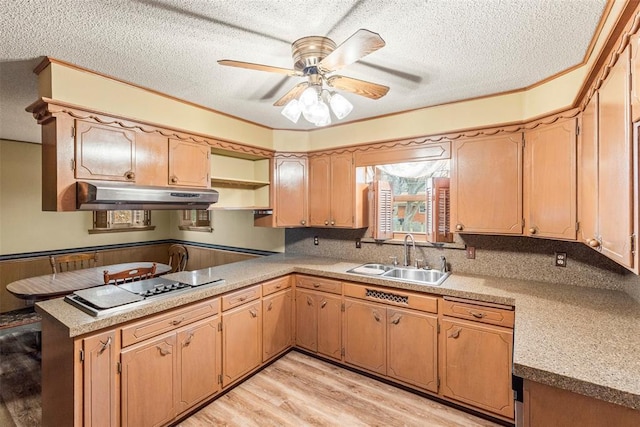 kitchen featuring black electric cooktop, sink, a textured ceiling, and light hardwood / wood-style flooring