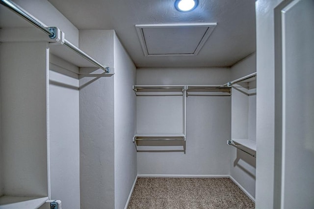 spacious closet featuring carpet flooring