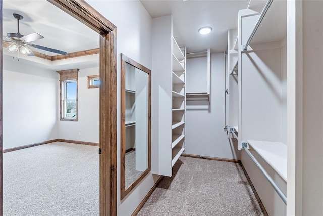 spacious closet featuring carpet floors, a tray ceiling, and a ceiling fan