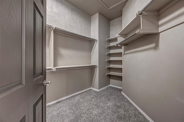 spacious closet featuring carpet floors