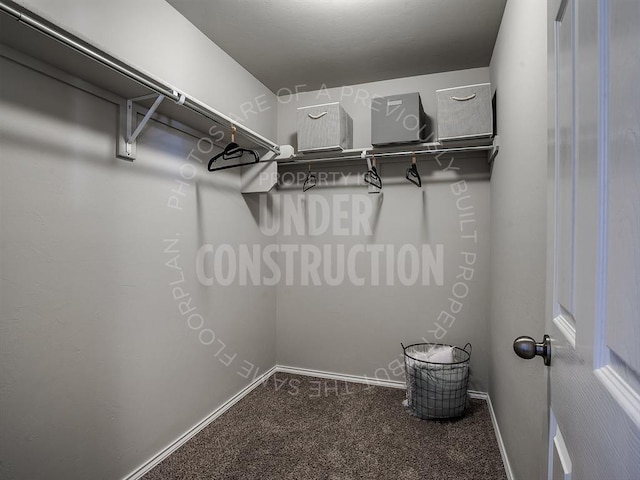 walk in closet featuring carpet floors