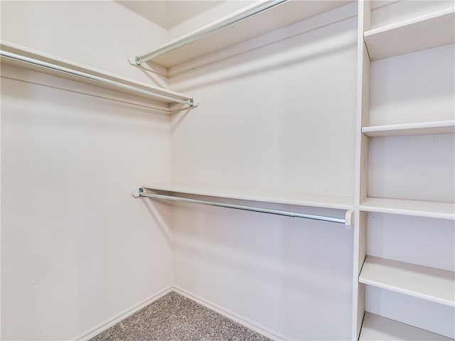 walk in closet with carpet floors