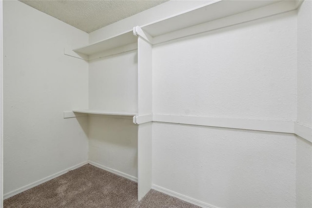 spacious closet featuring carpet flooring