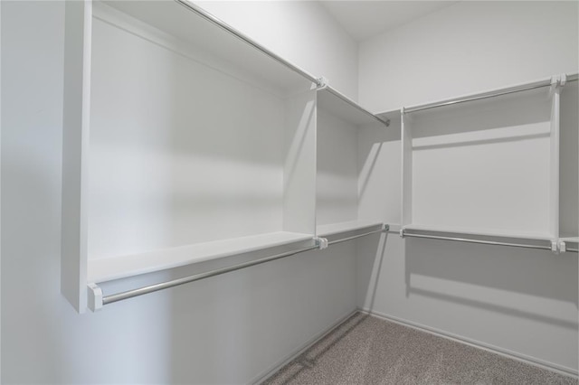 walk in closet featuring carpet floors