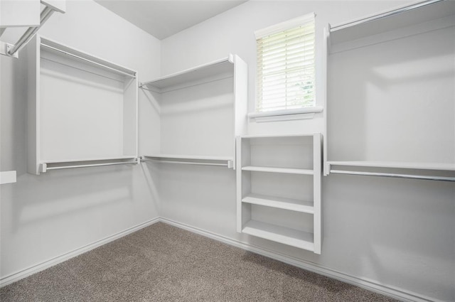 walk in closet with carpet floors