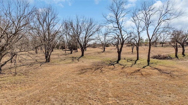 view of local wilderness