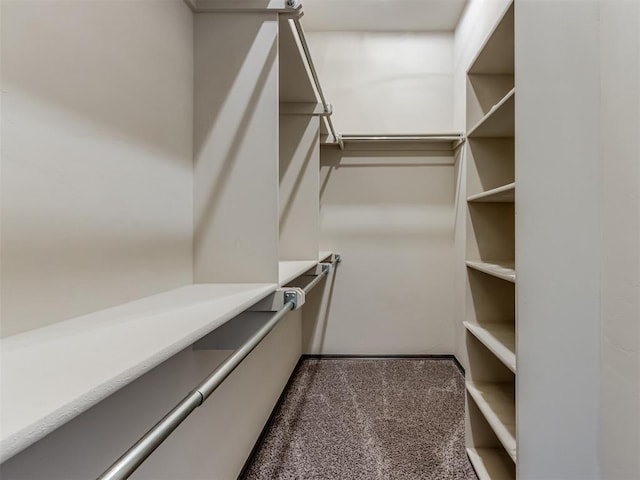 spacious closet featuring carpet