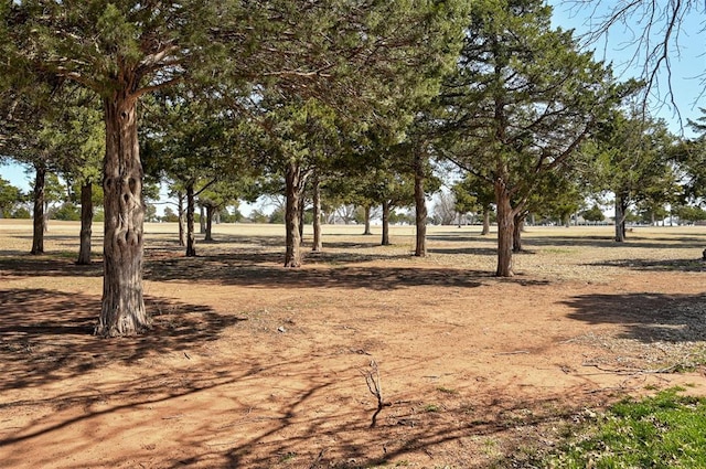 view of local wilderness