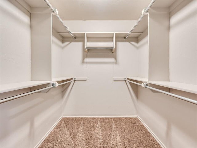 spacious closet featuring carpet