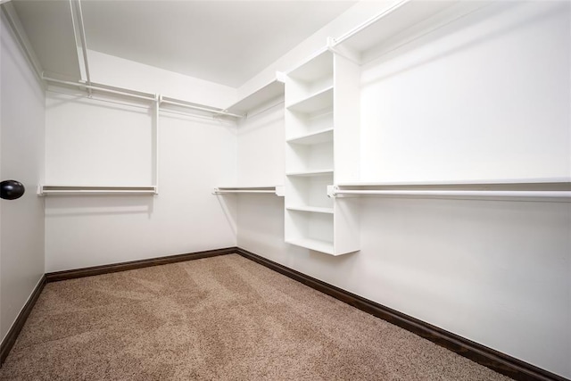 spacious closet featuring carpet flooring