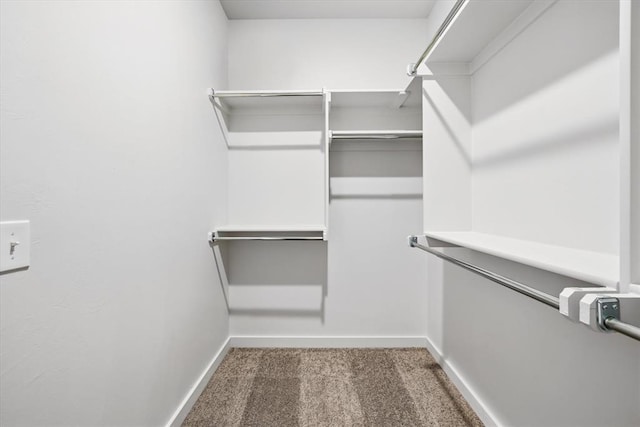 spacious closet featuring carpet