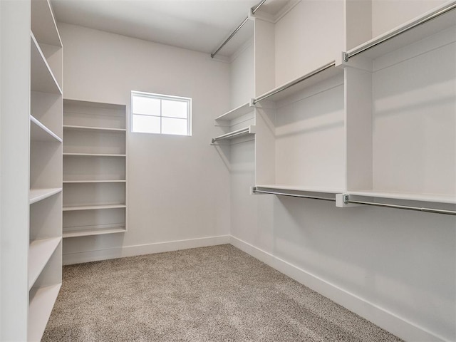 spacious closet featuring carpet