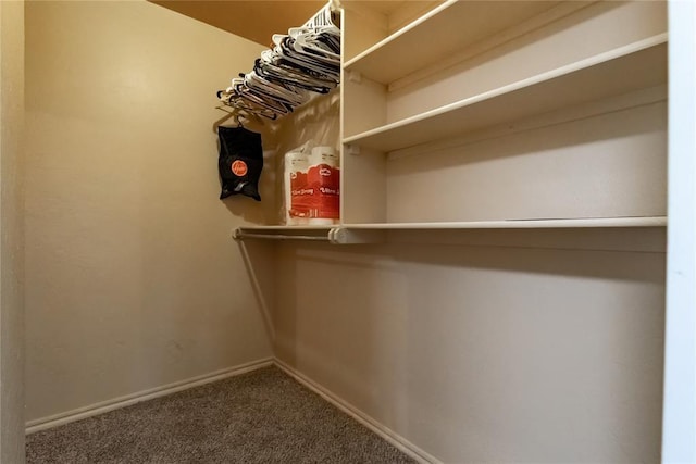 walk in closet with carpet flooring