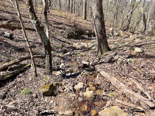 view of local wilderness with a wooded view