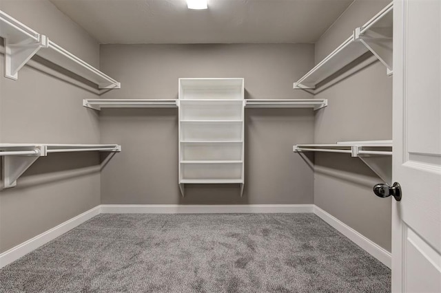 spacious closet featuring carpet