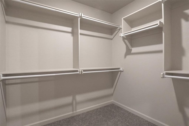 spacious closet featuring carpet