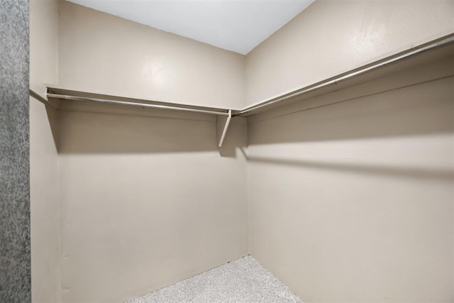 walk in closet with carpet flooring