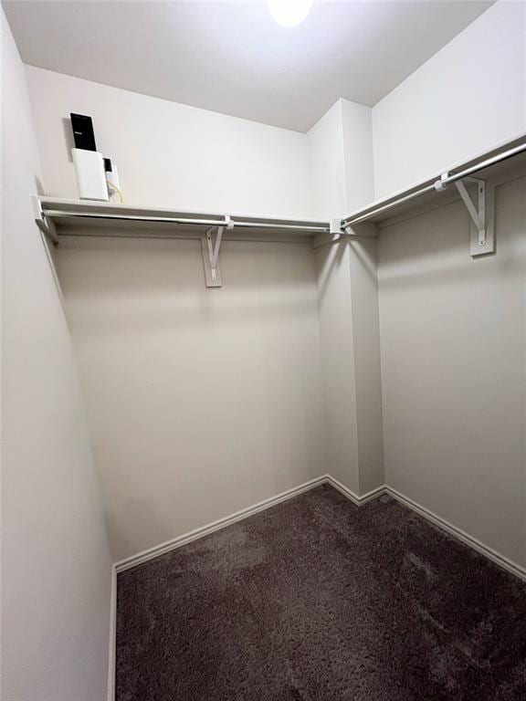 spacious closet featuring carpet floors