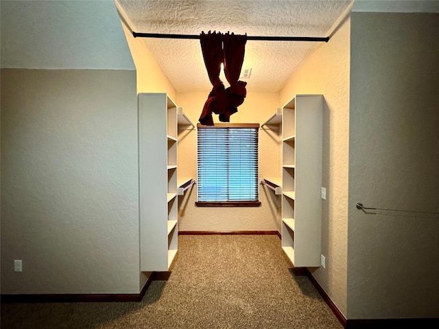 walk in closet featuring carpet flooring