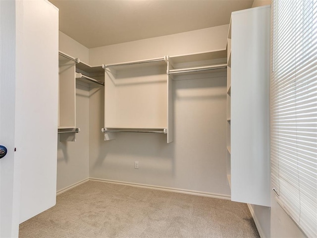 spacious closet featuring carpet