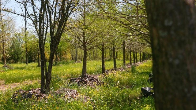 500 Tree Farm Rd, Garvin, OK 74736 - photo 29