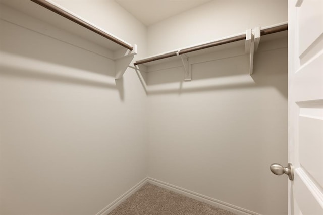 spacious closet featuring carpet flooring