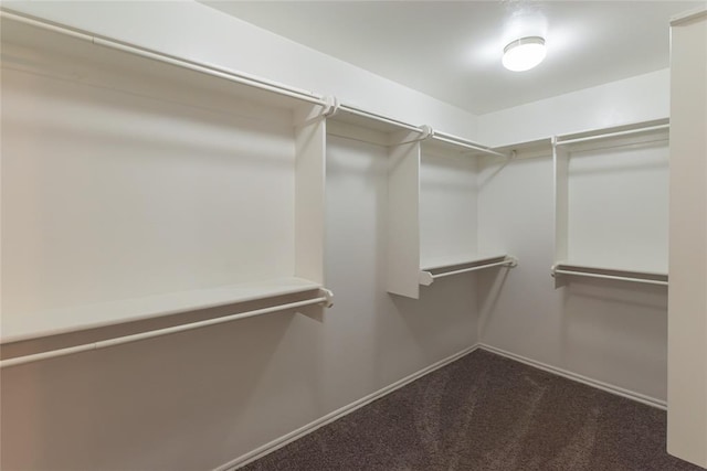 walk in closet with carpet floors