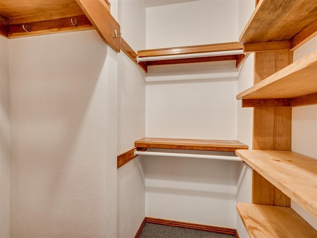 walk in closet with carpet floors