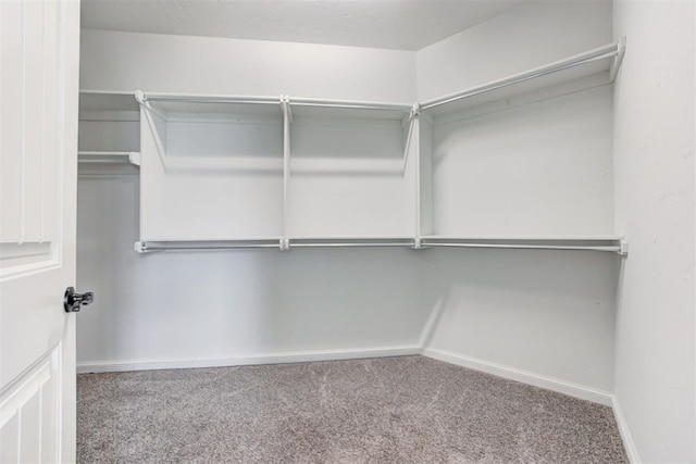 walk in closet featuring carpet