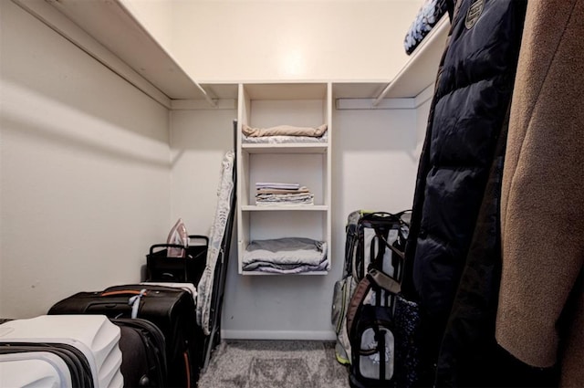 809 Cardinal Creek Blvd, Norman, OK 73072 - walk in closet with carpet floors