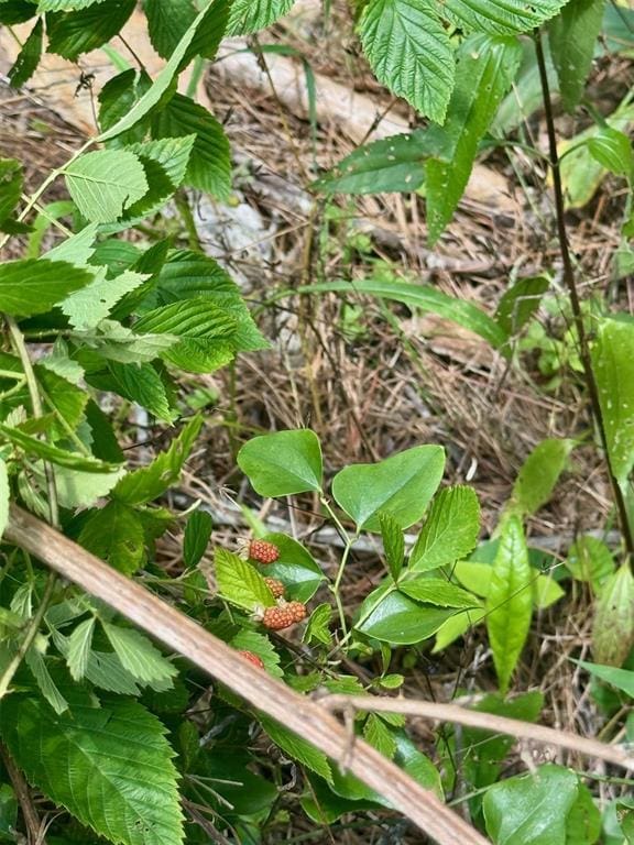 125 Pawpaw Trl, Broken Bow, OK 74728