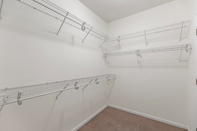 spacious closet featuring carpet flooring